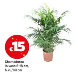 Iper La Grande Chamadorea in vaso Ø18 cm offerta