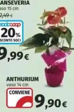 Coop Anthurium offerta
