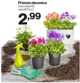 In'S Mercato Primula obconica offerta