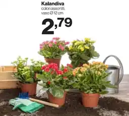 In'S Mercato Kalandiva offerta