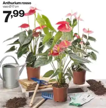 In'S Mercato Anthurium rosso offerta