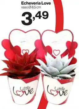 In'S Mercato Echeveria Love offerta