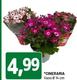 DPiù Cineraria vaso offerta