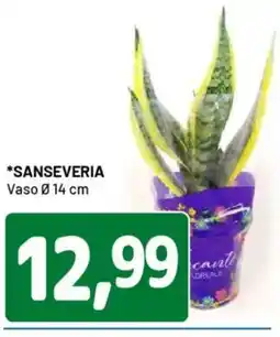 DPiù Sanseveria vaso offerta
