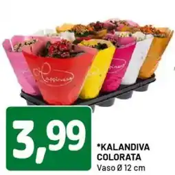 DPiù Kalandiva colorata vaso offerta