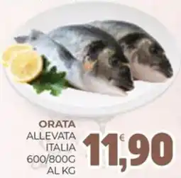 Eté Orata allevata italia offerta