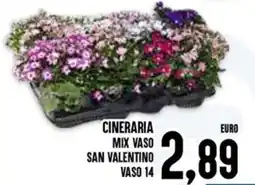 Al Discount Cineraria mix vaso san valentino vaso 14 offerta