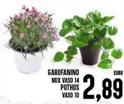 Al Discount Garofanino mix vaso 14 pothos vaso 10 offerta