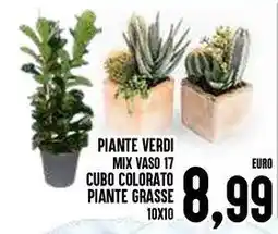 Al Discount Piante verdi mix vaso 17 cubo colorato piante grasse offerta