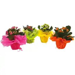 Ipercoop KALANCHOE offerta