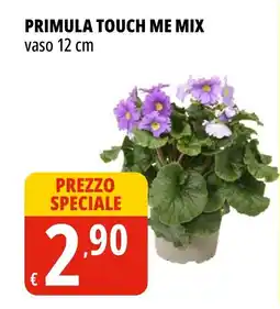 Tigros Primula touch me mix vaso 12 cm offerta