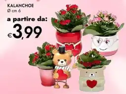 Bennet Kalanchoe offerta