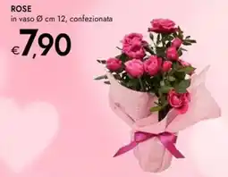 Bennet Rose offerta