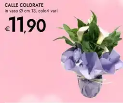 Bennet Calle colorate offerta