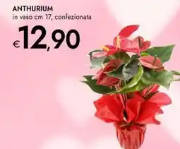 Bennet Anthurium offerta
