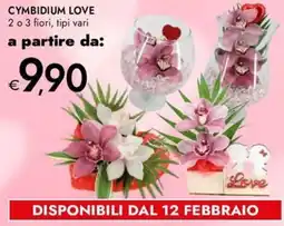 Bennet Cymbidium love 2 o 3 fiori offerta