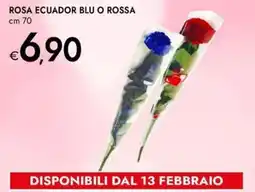 Bennet Rosa ecuador blu o rossa offerta