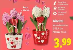 Lidl Giacinti offerta