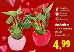 Lidl ANTHURIUM offerta