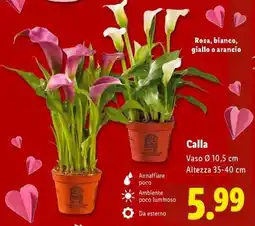 Lidl Calla offerta