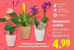 Lidl Mini piantine esotiche offerta