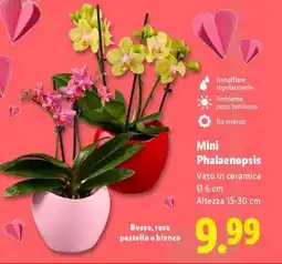 Lidl Mini Phalaenopsis offerta