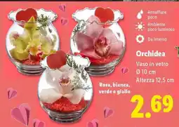 Lidl Orchidea offerta