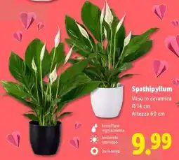 Lidl SPATHIPHYLLUM offerta