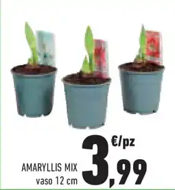 Conad Superstore Amaryllis mix vaso 12 cm offerta