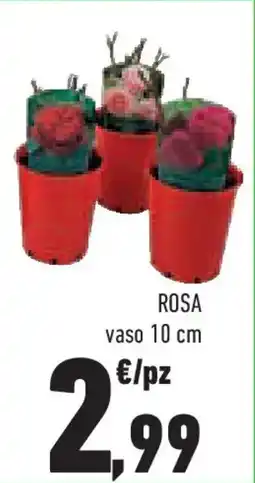 Conad Superstore Rosa vaso 10 cm offerta