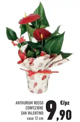 Conad Superstore Anthurium rosso confezione SAN VALENTINO offerta