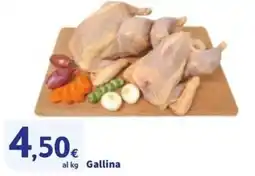 Sigma Gallina offerta