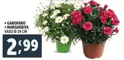 Deco Supermercati Garofano margherita offerta