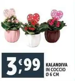 Deco Supermercati Kalandiva in coccio offerta