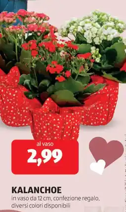 ALDI Kalanchoe offerta