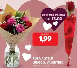 ALDI Rosa a stelo lungo s. valentino offerta