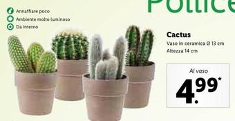 Lidl Cactus offerta