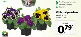 Lidl Viole del pensiero vaso offerta
