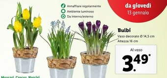 Lidl Bulbi offerta