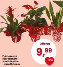 Eurospar Piante miste confezionate San Valentino offerta