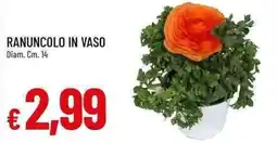 Galassia Ranuncolo in vaso offerta
