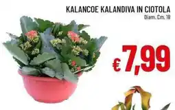 Galassia Kalancoe kalandiva in ciotola offerta