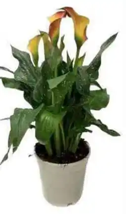 Galassia Calla in vaso offerta