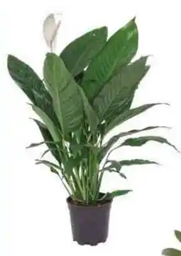 Galassia Spathiphyllum in vaso offerta
