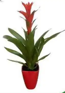 Galassia Guzmania in vaso offerta