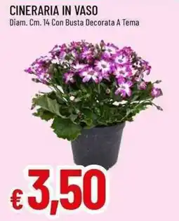 Galassia Cineraria in vaso offerta