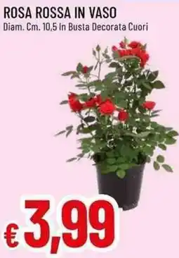 Galassia Rosa rossa in vaso offerta