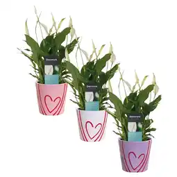 Coop SPATHYPHYLLUM IN CONFEZIONE REGALO offerta