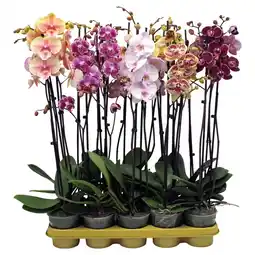 Coop ORCHIDEA A 2 RAMI IN CONFEZIONE REGALO offerta