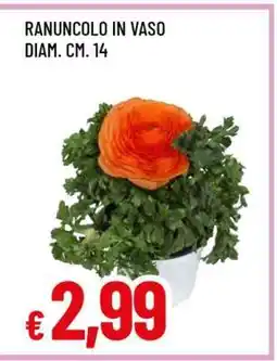 Famila Ranuncolo in vaso offerta